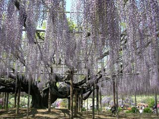 ashikaga_20070503-1.jpg