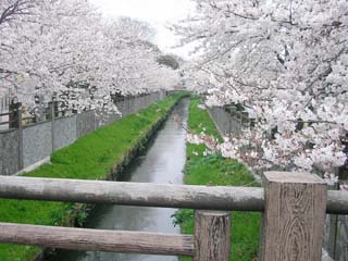 ichikawa_20060402-1.jpg