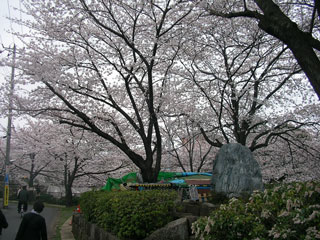 ichikawa_20080330-2.jpg