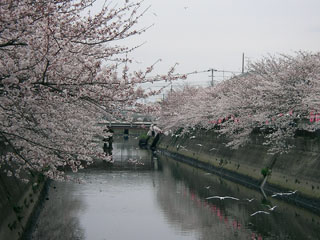 ichikawa_20080330-3.jpg