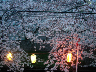 ichikawa_20080330-4.jpg