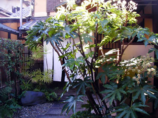 kyoto_20090111-3.jpg