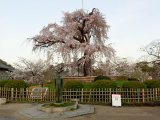 kyoto_20130401-02.jpg