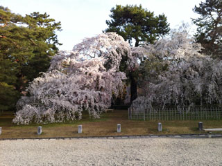 kyoto_20130401-04.jpg