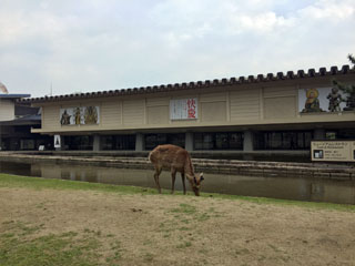 nara_20170501-01.jpg