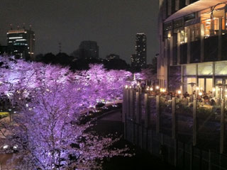 nogizaka_20130323-05.jpg