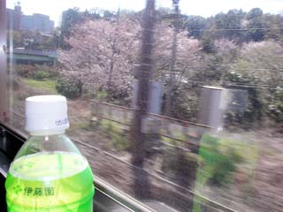 sakura_20050407-1.jpg