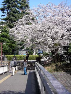 sakura_20050407-2.jpg