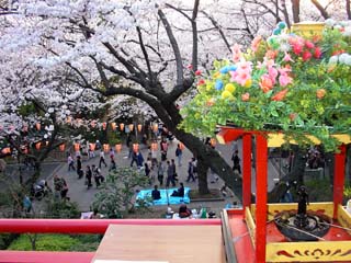 sakura_20050407-3.jpg