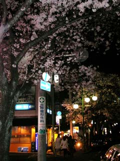 sakura_20050407-4.jpg