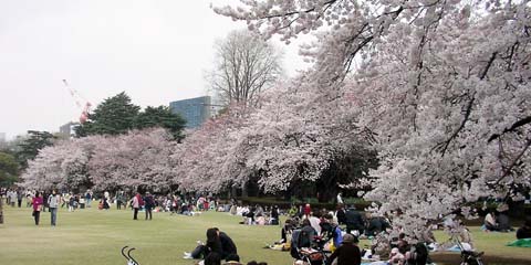 shinjyuku_20060329-1.jpg