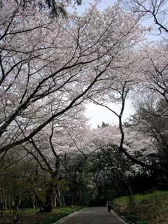 shinjyuku_20060329-3.jpg