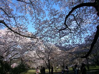 shinjyuku_20070330-2.jpg