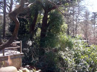 ueno_20070320-5.jpg