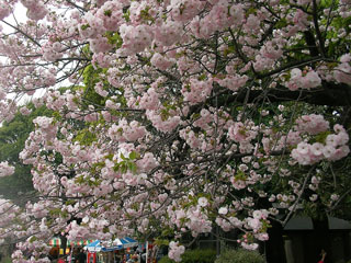 ueno_20080412-1.jpg