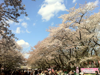 ueno_20140405-01.jpg