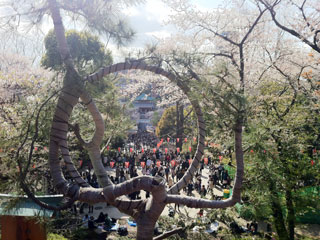 ueno_20140405-02.jpg