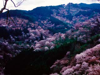 yoshino_19900403-1.jpg