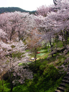 yoshino_20100411-1.jpg