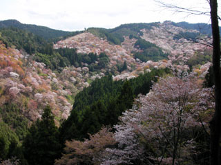 yoshino_20100411-3.jpg