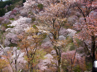 yoshino_20100411-4.jpg