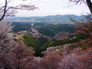 yoshino_20100411-5.jpg