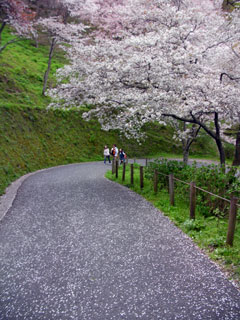 yoshino_20100411-6.jpg