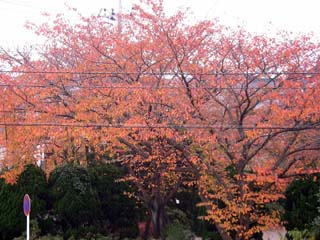 zakki_20051111-1.jpg